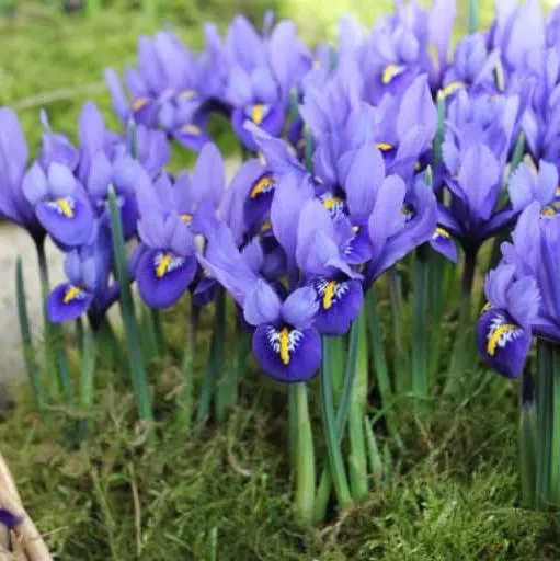 Iris reticulata 'Harmony'