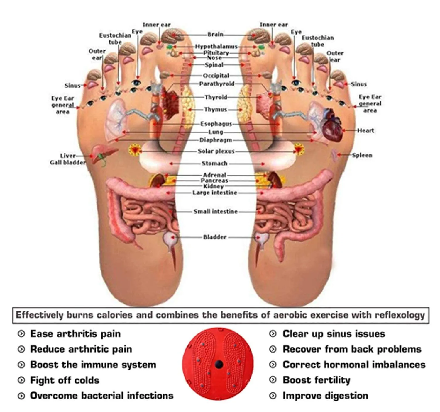 Tummy Twister for Ab Exercise | Red